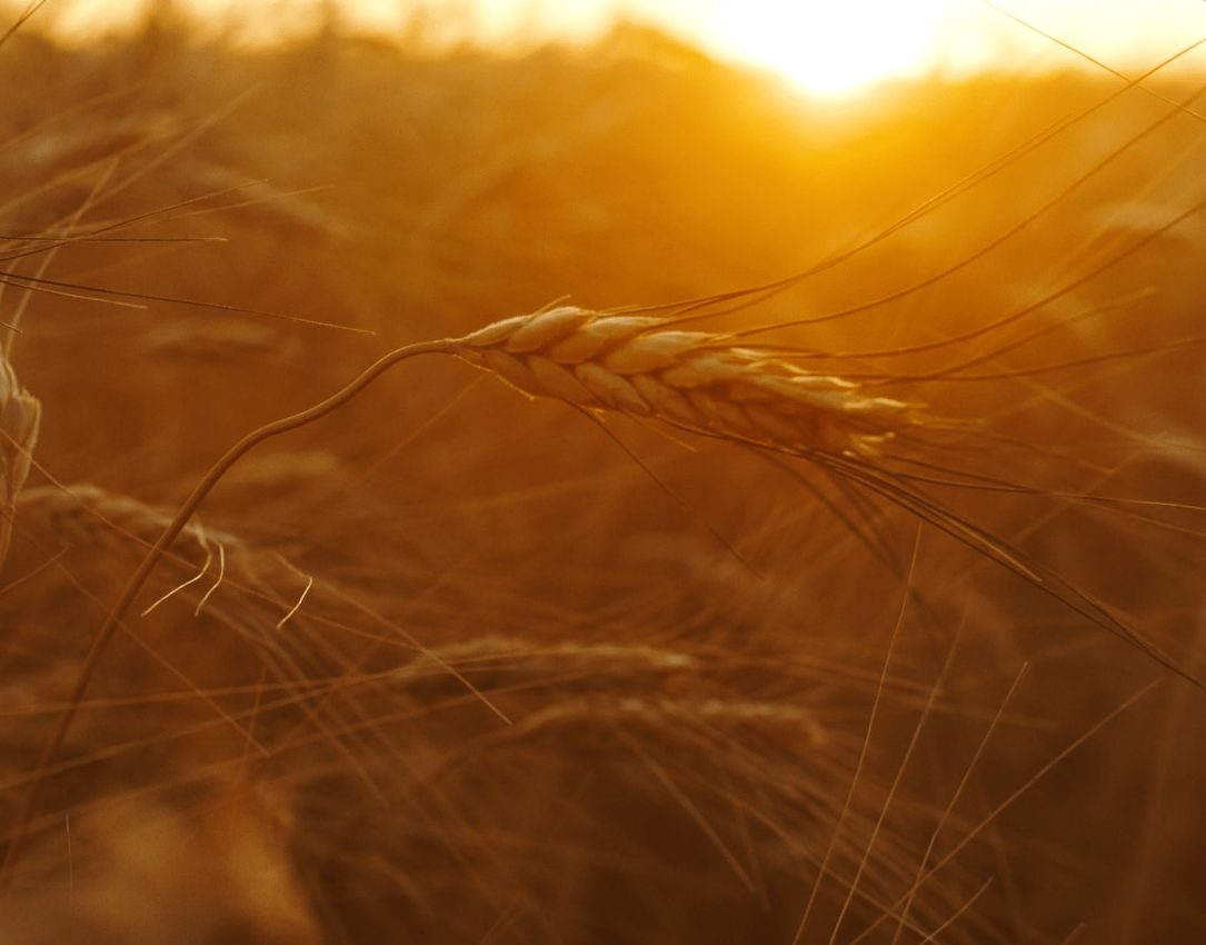 田里种着小麦。